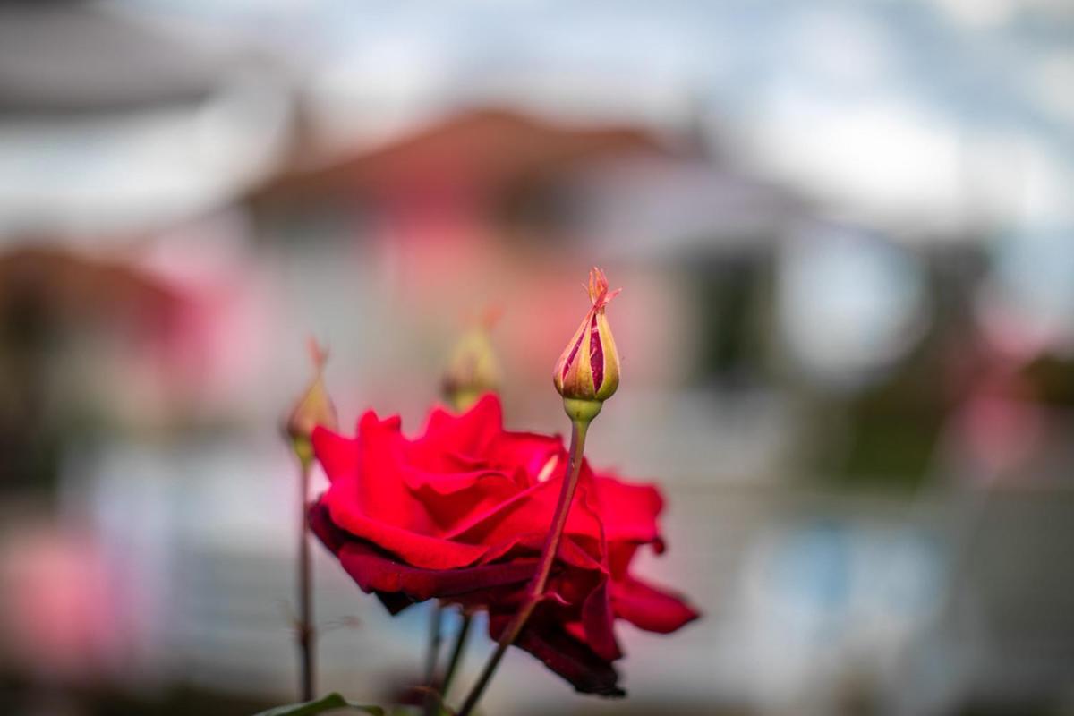 Vila Gardenia Gumoshtnik 외부 사진